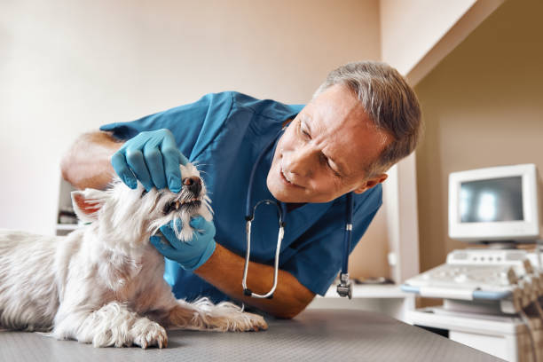Best Mobile Emergency Dentist in Mcswain, CA